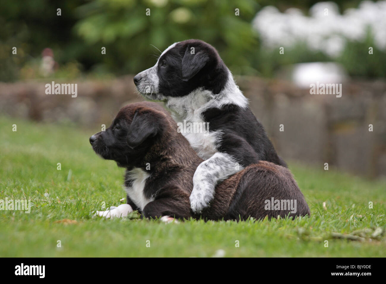 playing mongrel puppies Stock Photo