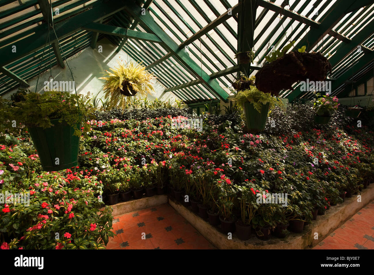 India, Tamil Nadu, Udhagamandalam (Ooty), Botanical Gardens, greenhouse, floral display of busy lizzies Stock Photo