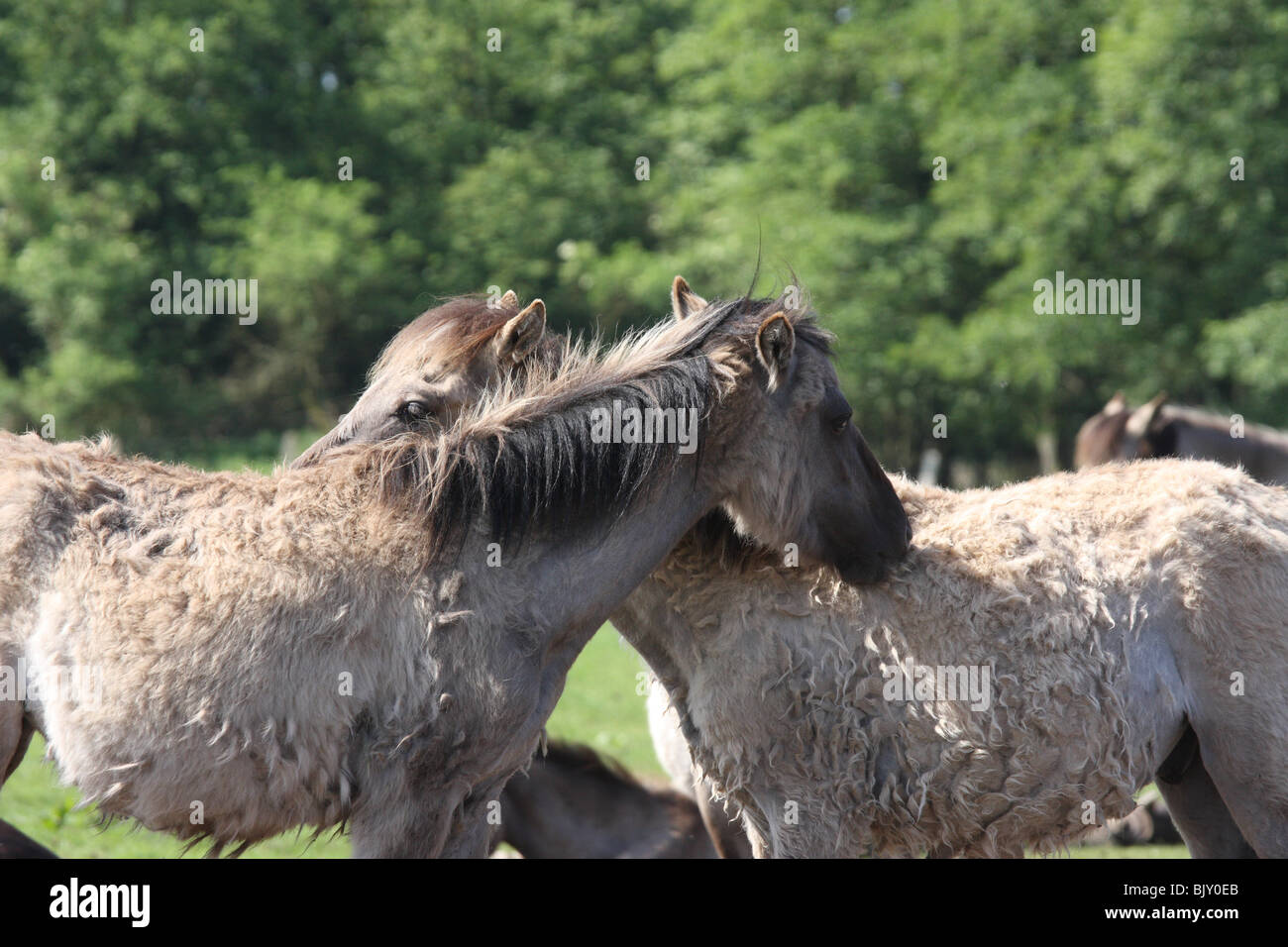 young Dülmener wild horses Stock Photo