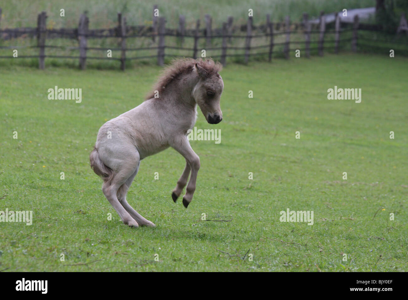 rearing American Miniature Horse foal Stock Photo Alamy
