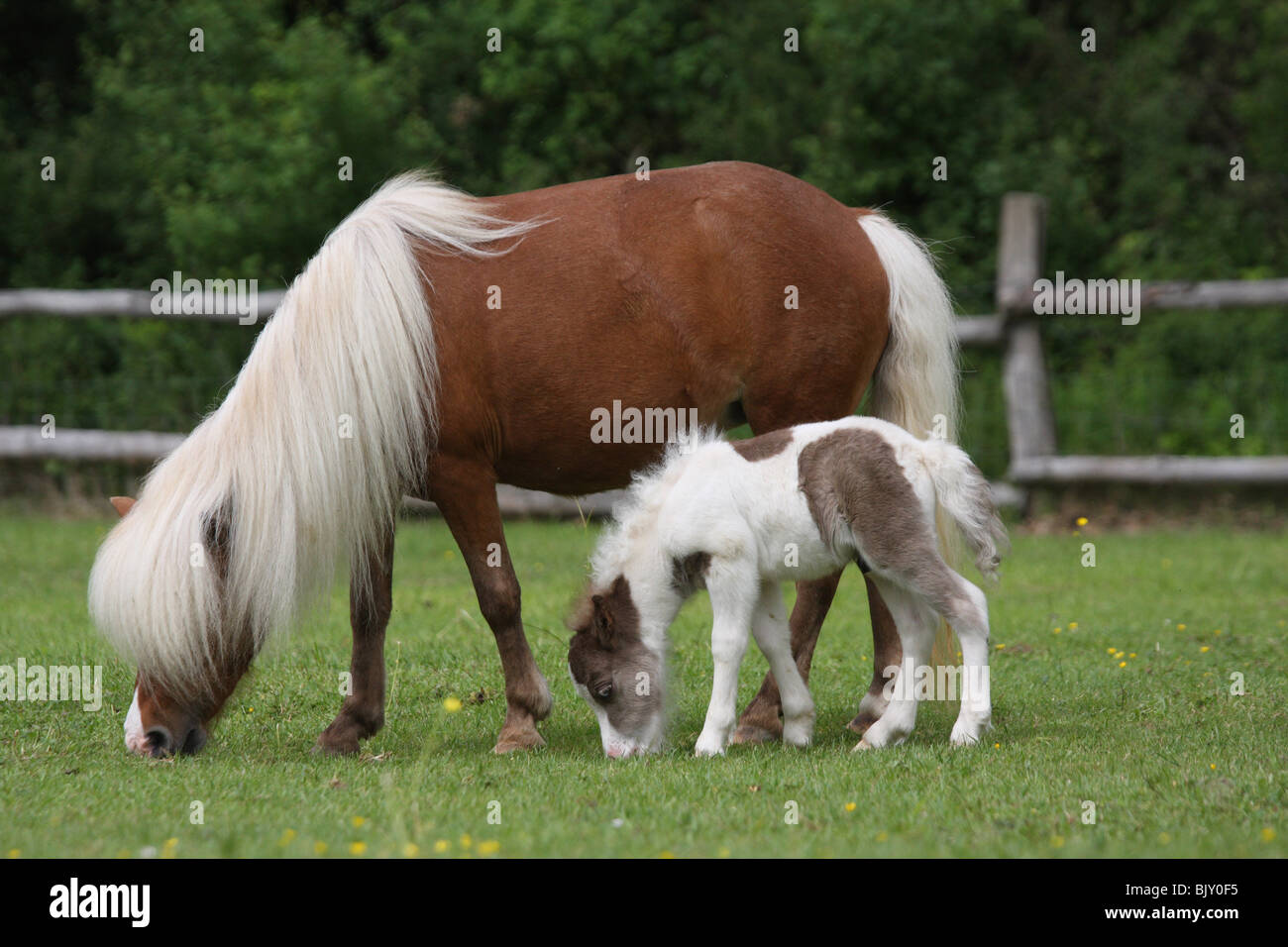American Miniature Horses Stock Photo Alamy