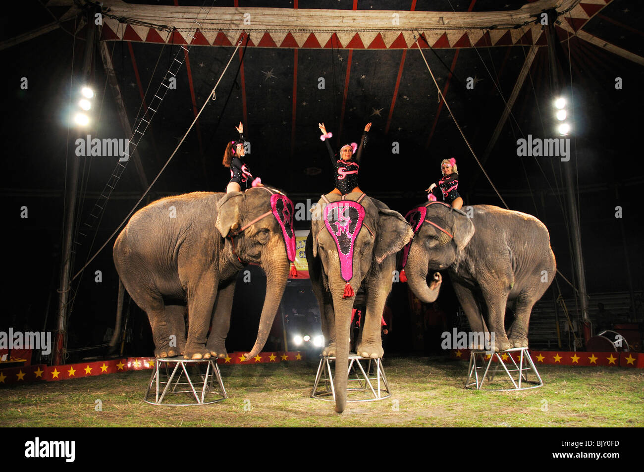 Circus elephant hires stock photography and images Alamy