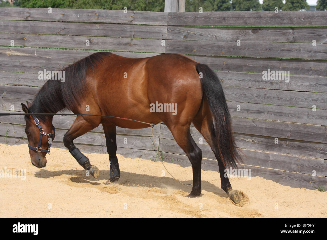 walking quarter horse in round pen Stock Photo Alamy