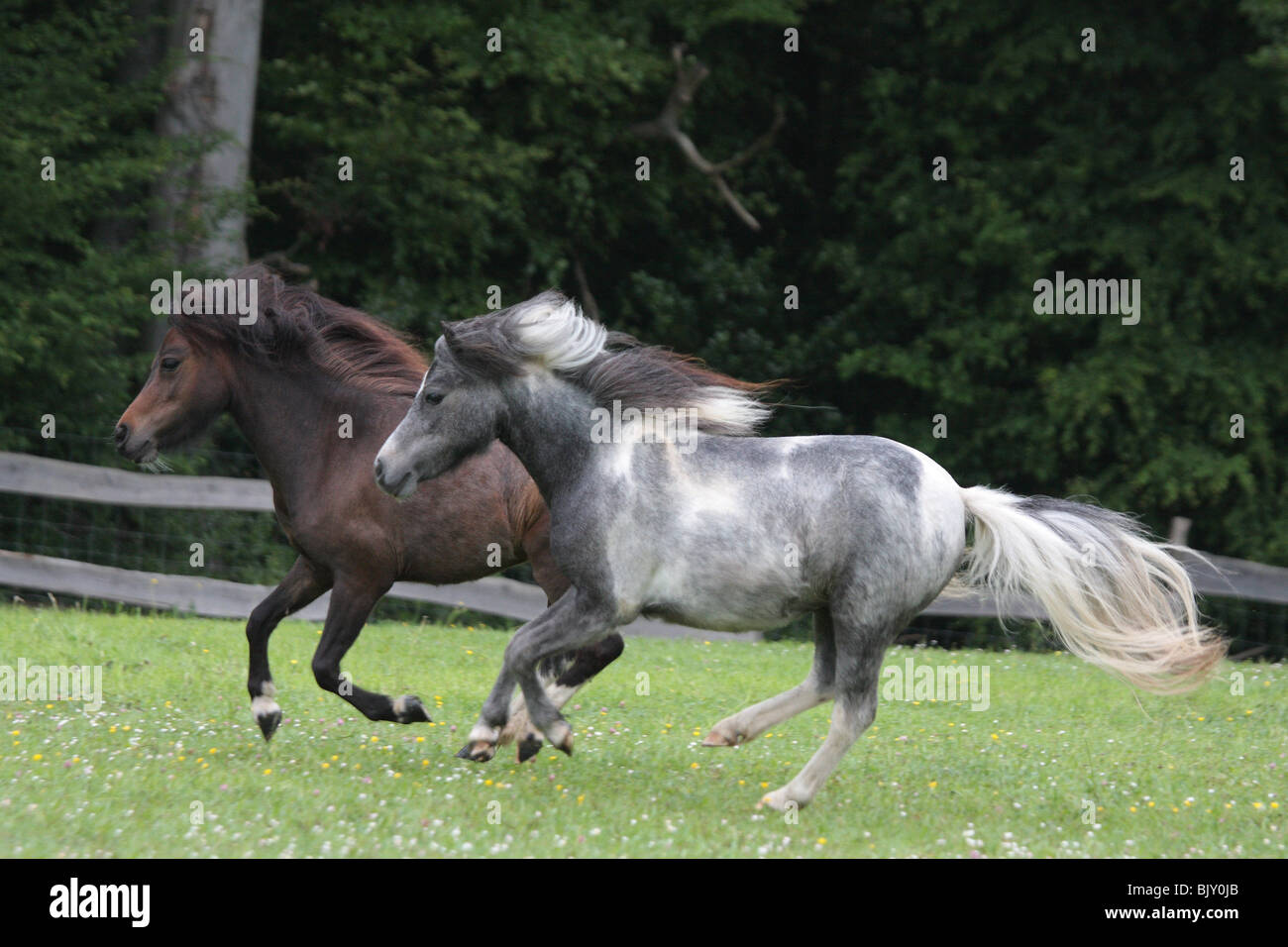 galloping American Miniature Horses Stock Photo Alamy