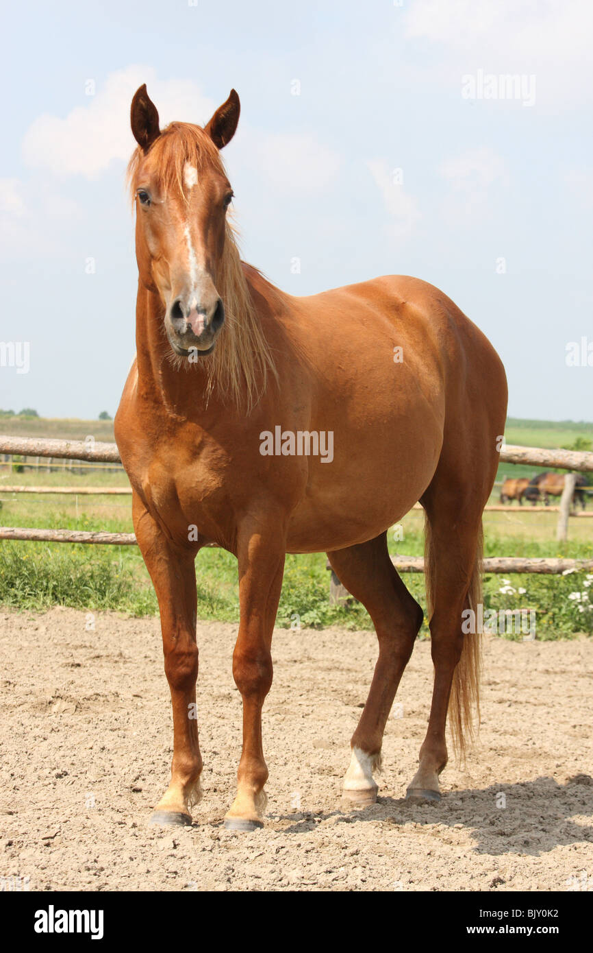 American quarter horses hires stock photography and images Alamy