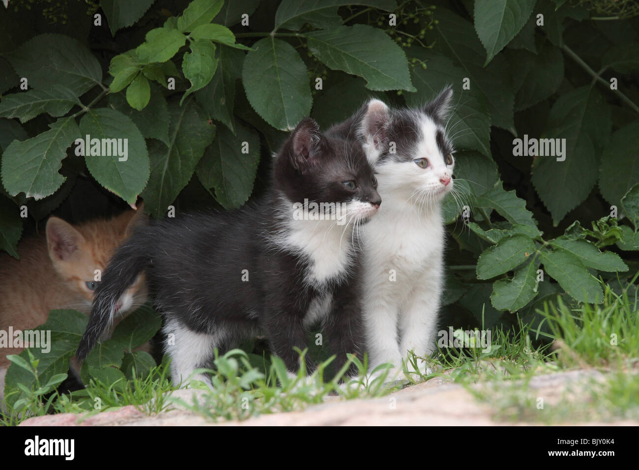 Kitten bush hi-res stock photography and images - Alamy