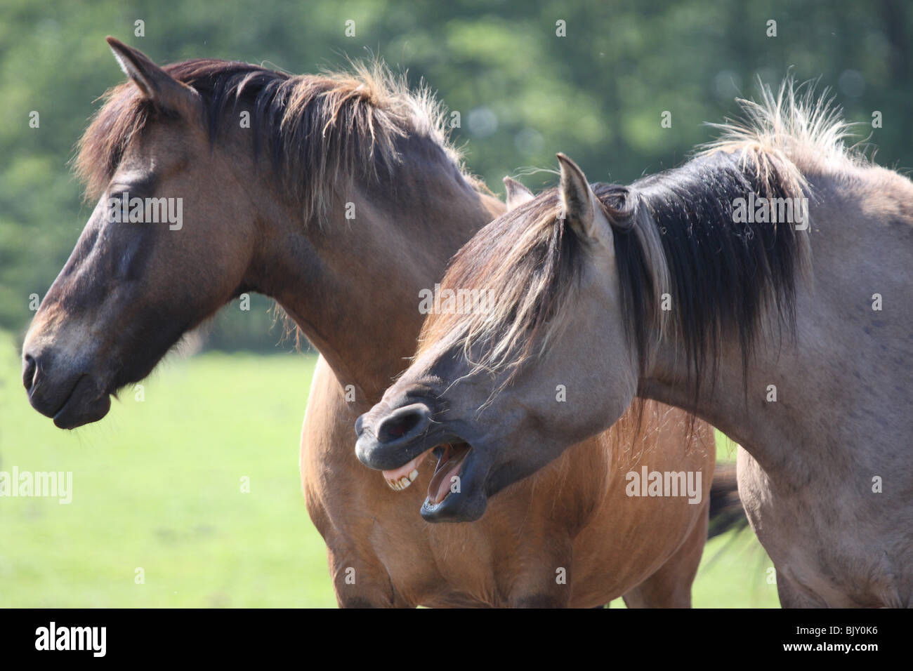 Dülmener wild horses Stock Photo