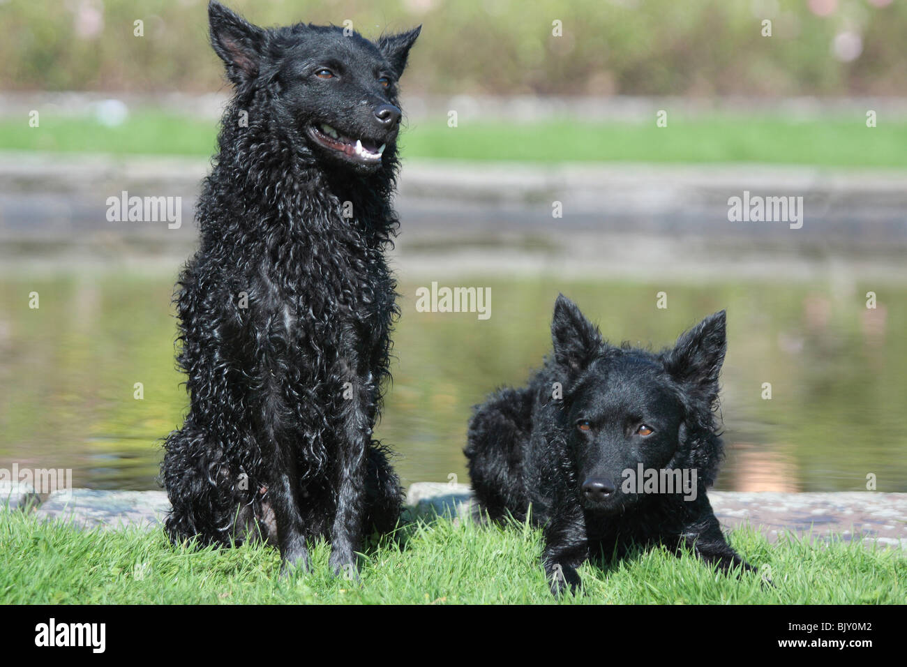 Mudis hi-res stock photography and images - Alamy