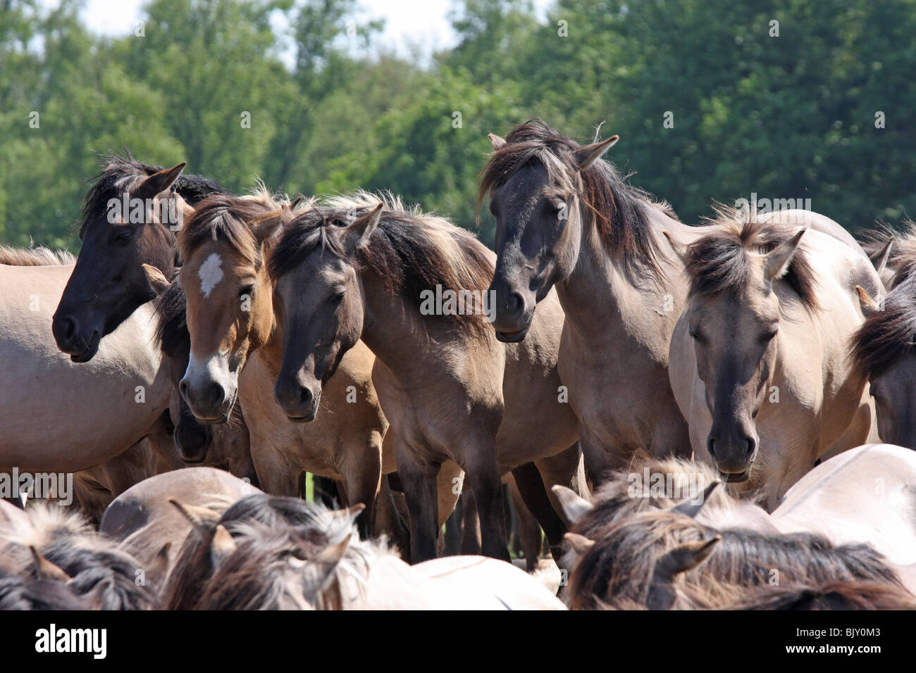 Dülmener wild horses Stock Photo