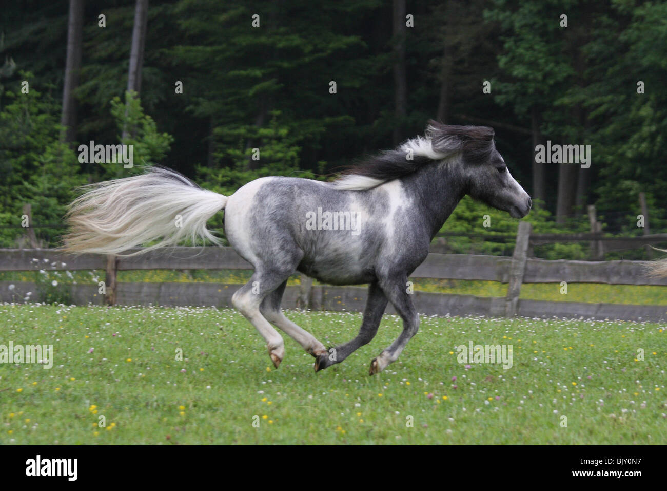 galloping American Miniature Horse Stock Photo Alamy