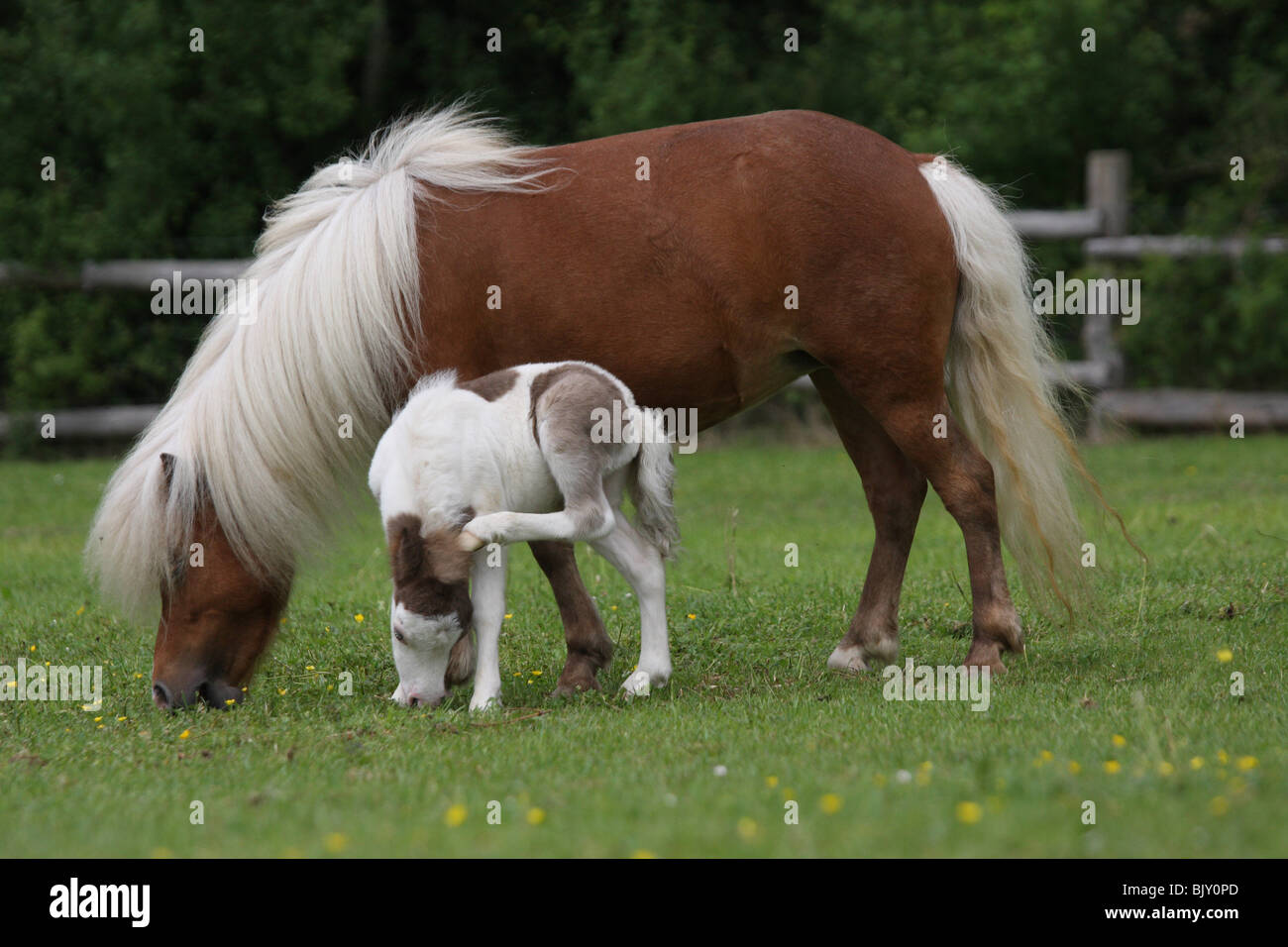 White miniature horse mare foal hires stock photography and images Alamy