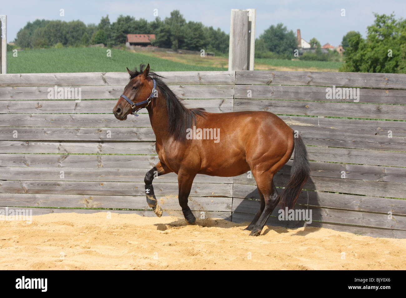 join up trotting quarter horse Stock Photo Alamy