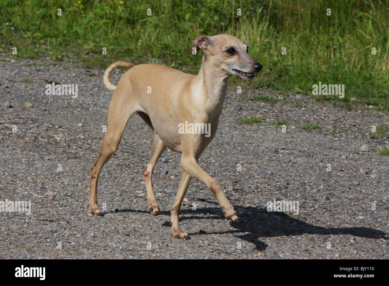 Italian greyhound hi res stock photography and images Page 5 Alamy