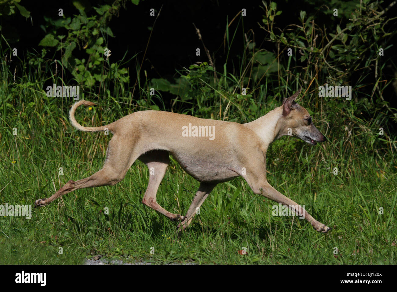 Italian greyhound Stock Photo Alamy