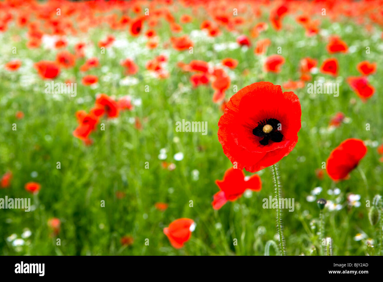 Poppy field hires stock photography and images Alamy