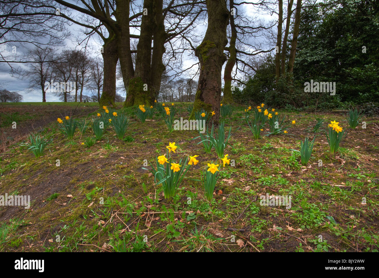 First spring flowers hi-res stock photography and images - Alamy