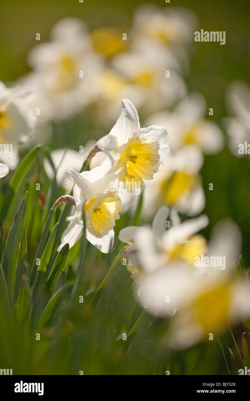 Two Daffodills in focus set within a bed of out of focus Daffodills. Stock Photo
