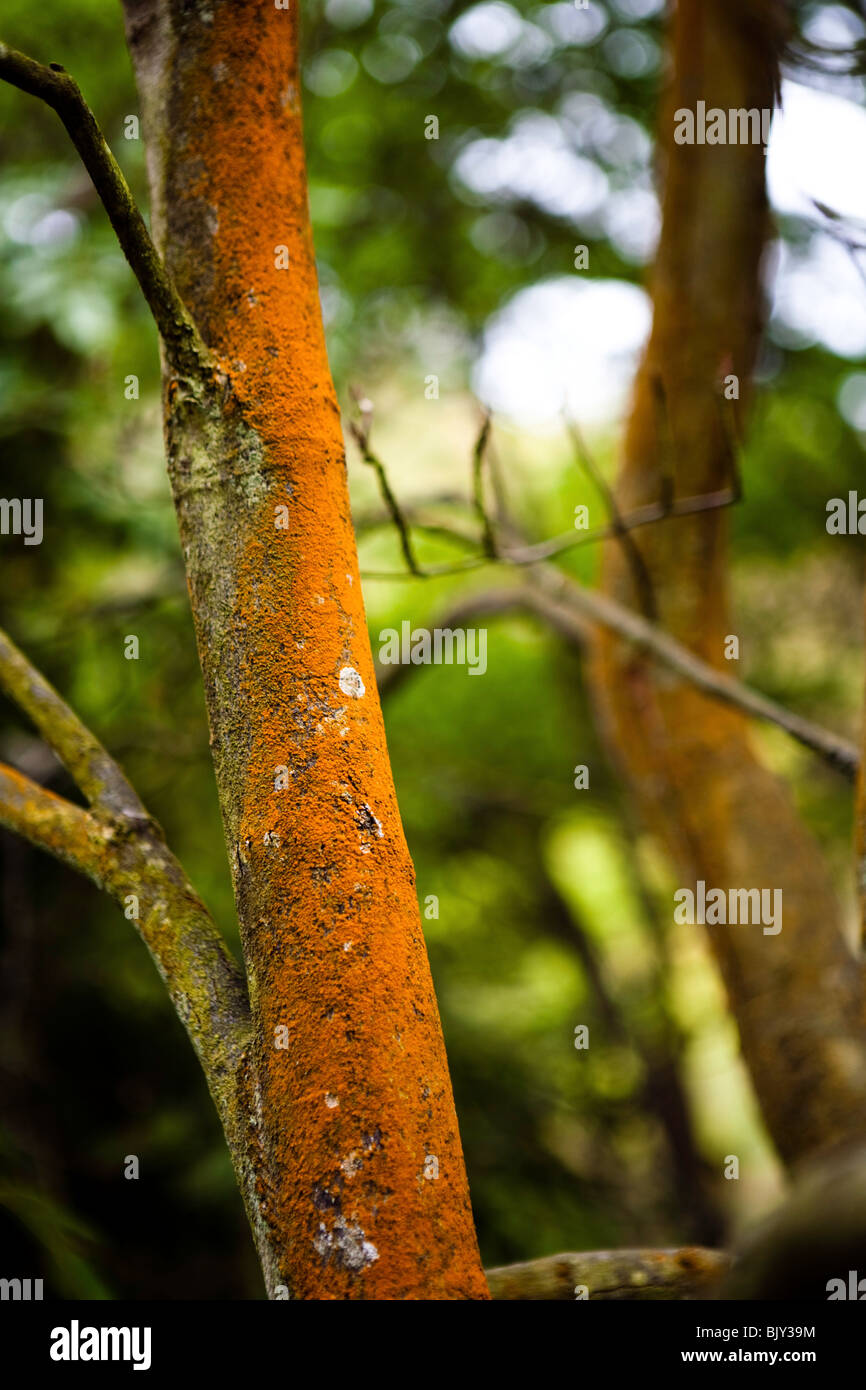 Tree with orange bark hires stock photography and images Alamy