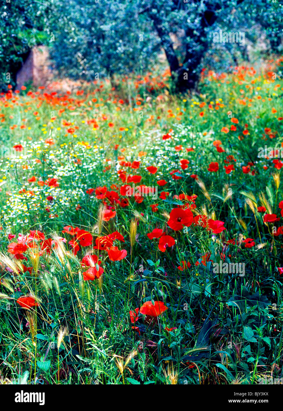 wild poppies in olive grove, Tuscany Italy Europe Stock Photo