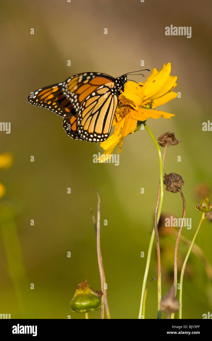 Monarch Butterfly (Danaus plexippus) on a yellow flower Stock Photo - Alamy