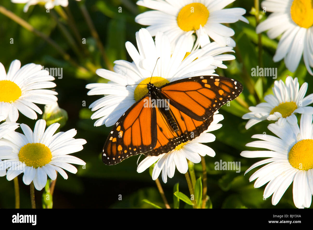 Monarch Butterfly (Danaus plexippus) on an Oxeye Daisy (Chrysanthemum leucanthemum) Stock Photo