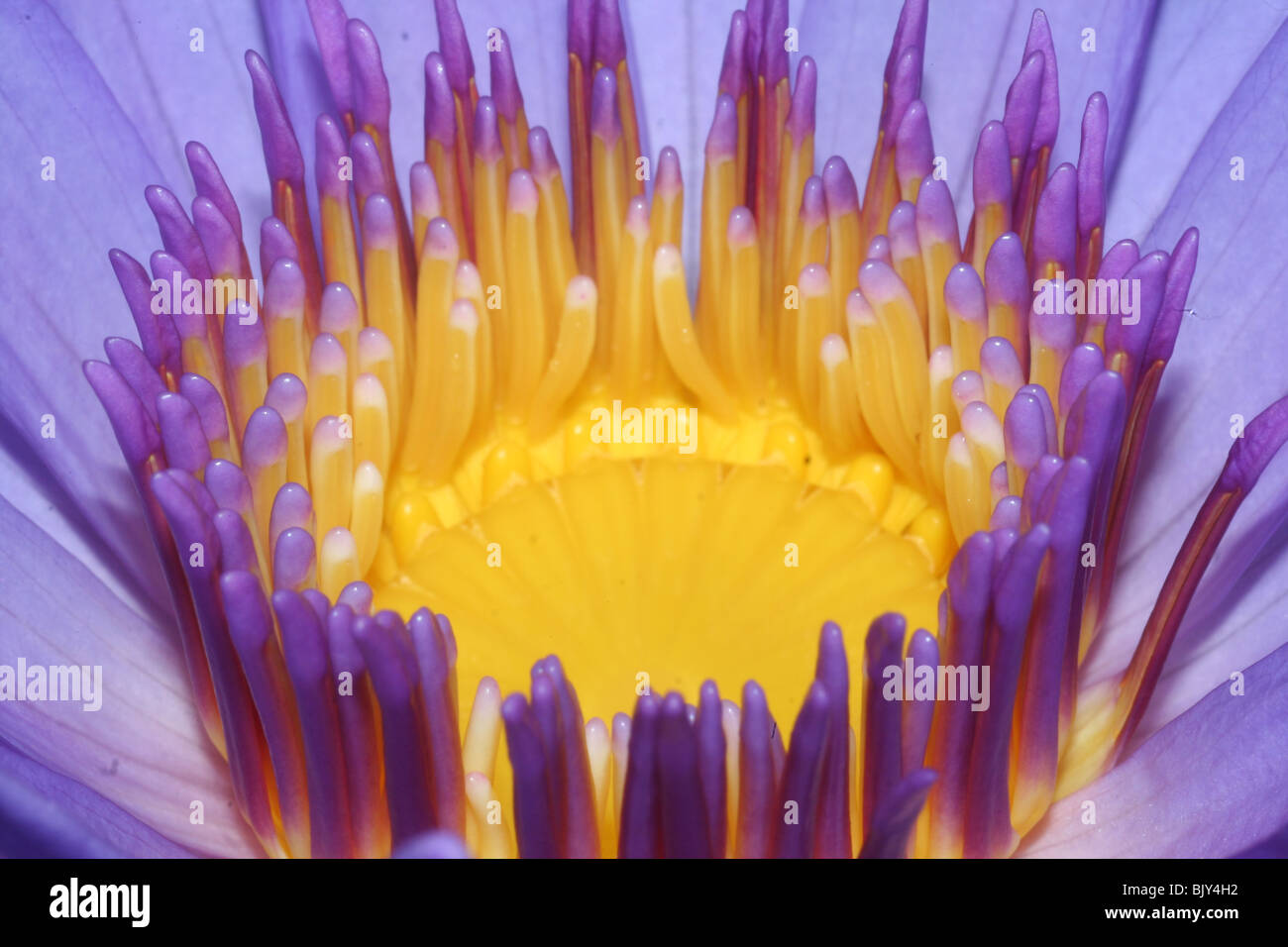 Pink water lilly  flower close up Stock Photo