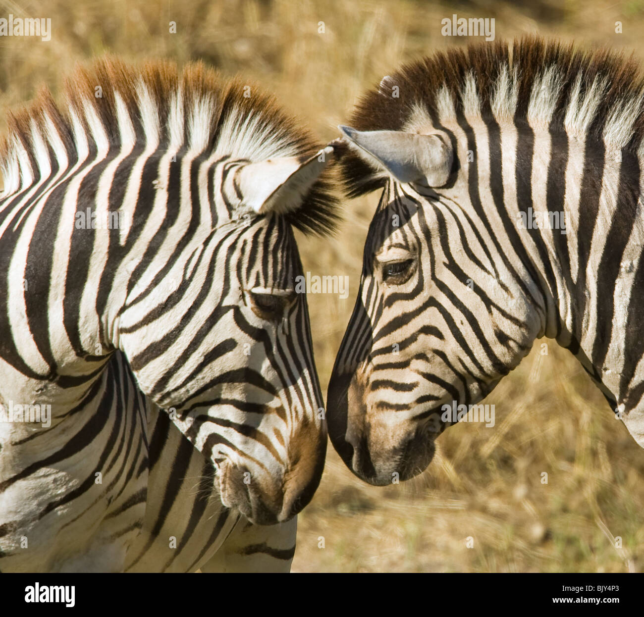 Zebras nuzzling Stock Photo