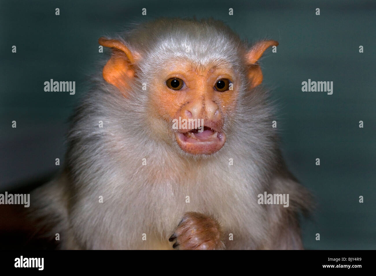 Silvery Marmoset Mico argentatus monkey Stock Photo