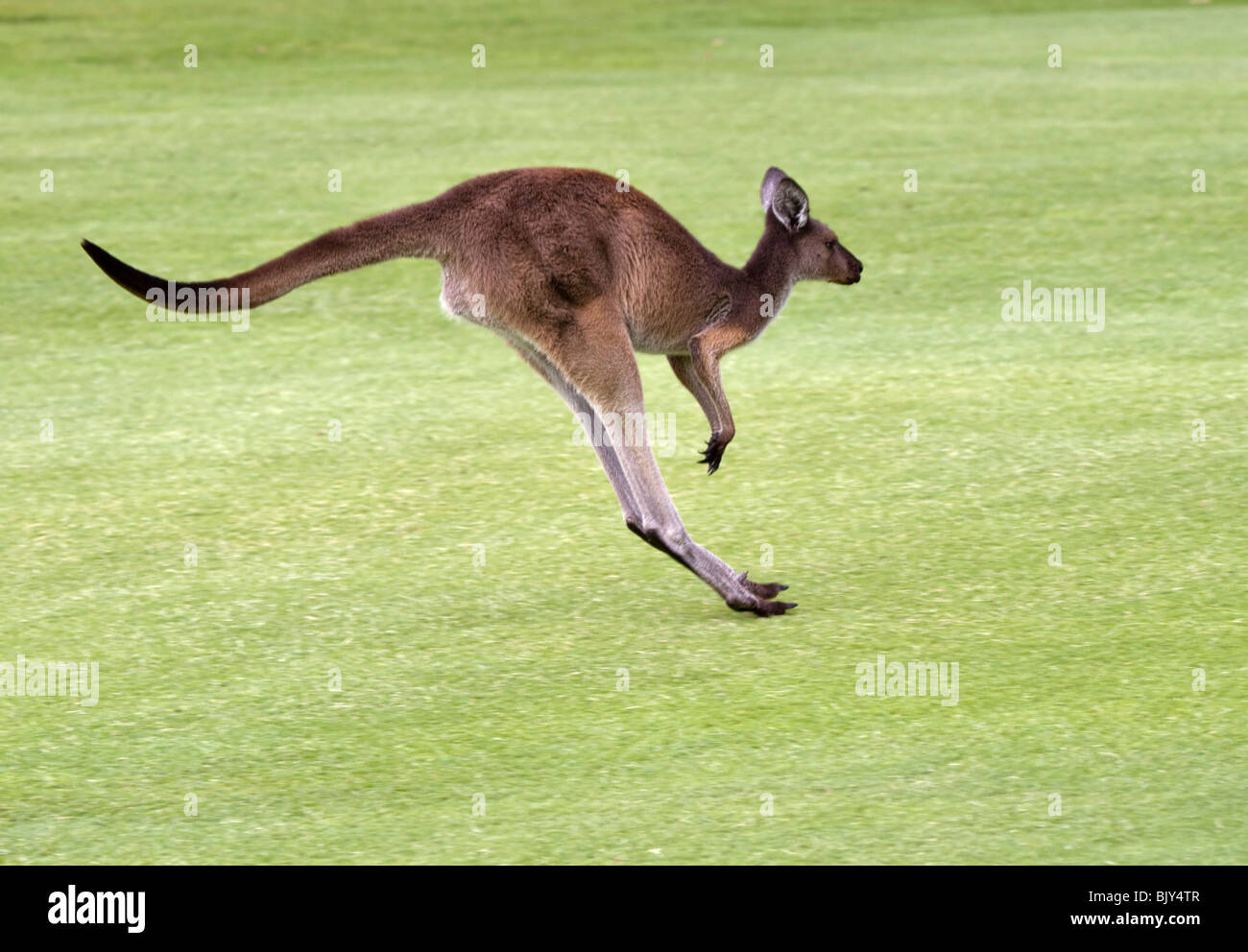 Western Grey Kangaroo, Macropus fuliginosus melanops, jumping across a grassy field Stock Photo