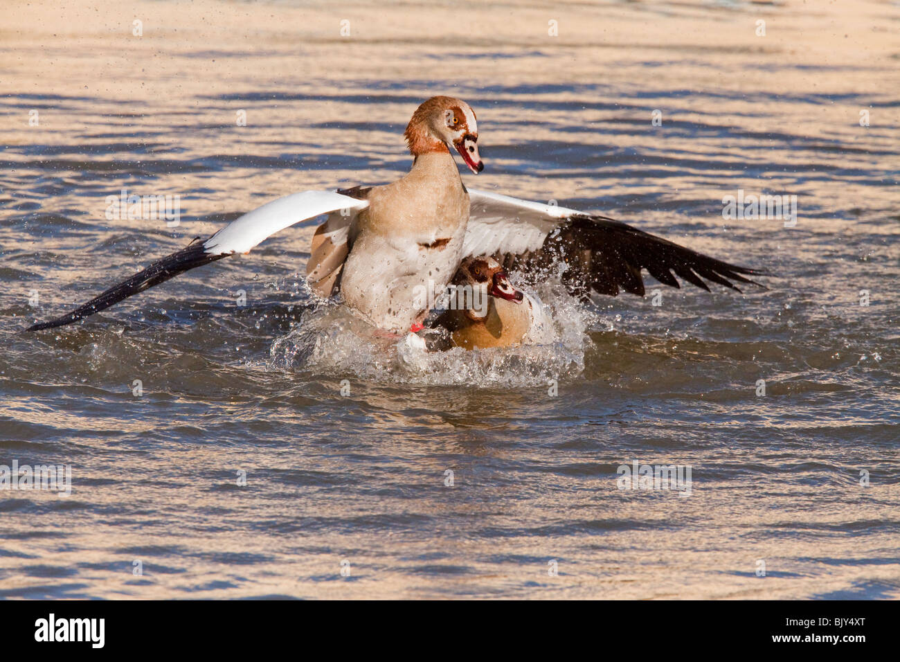 Territorial Goose fight Stock Photo - Alamy