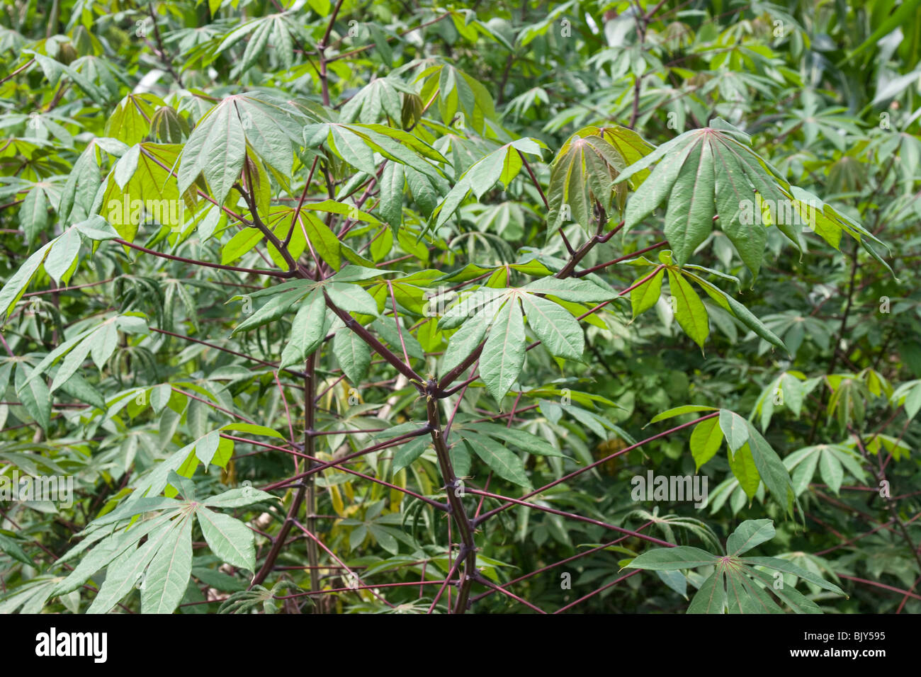 Cassava plant (Manihot esculenta). Republic of Panama, Central America Stock Photo
