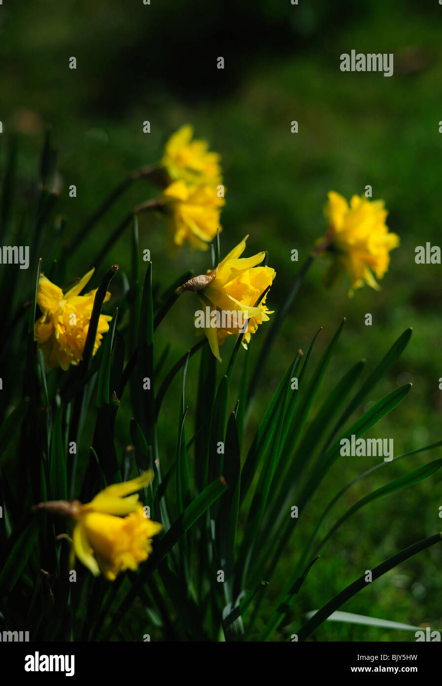 Daffodil in Spring Stock Photo Alamy