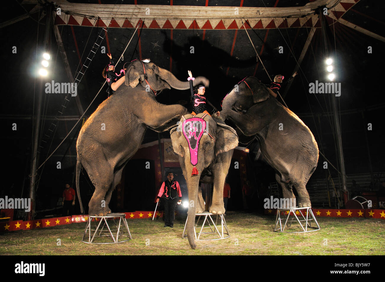 Circus show elephants hi-res stock photography and images - Alamy