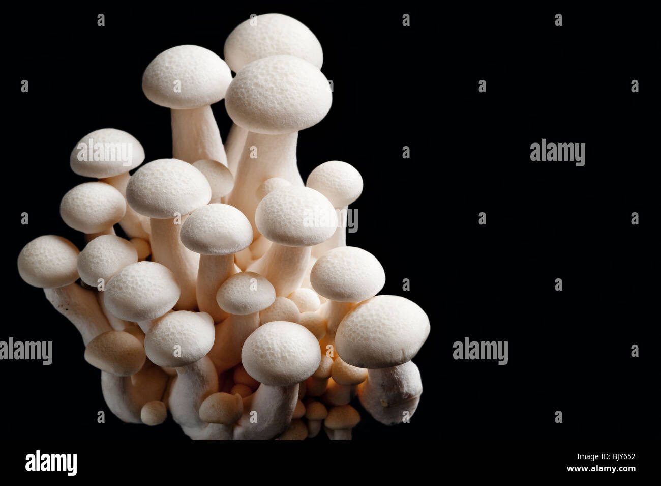 Exotic Shimenji Japanese mushrooms close up in studio setting Stock Photo