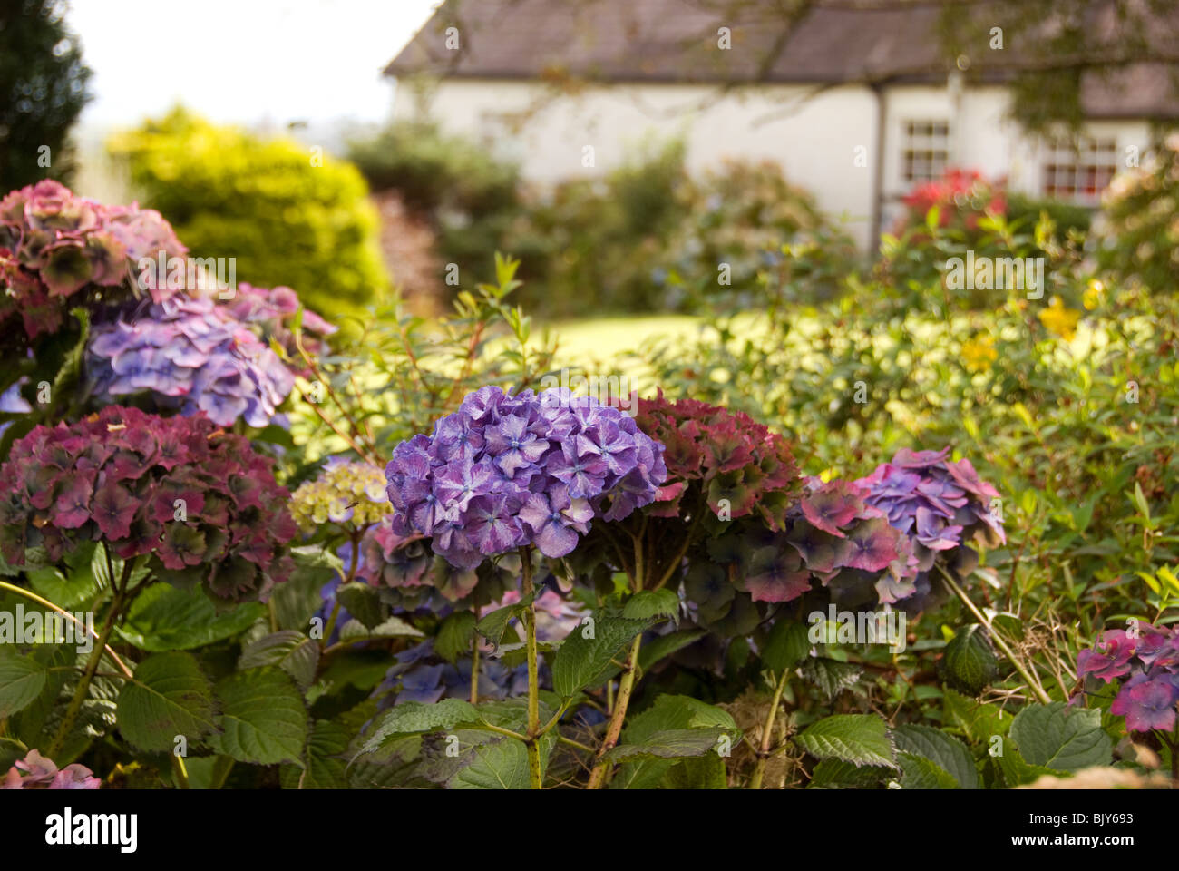 Hydrangeas in yard, Carlingford, County Louth, Ireland Stock Photo
