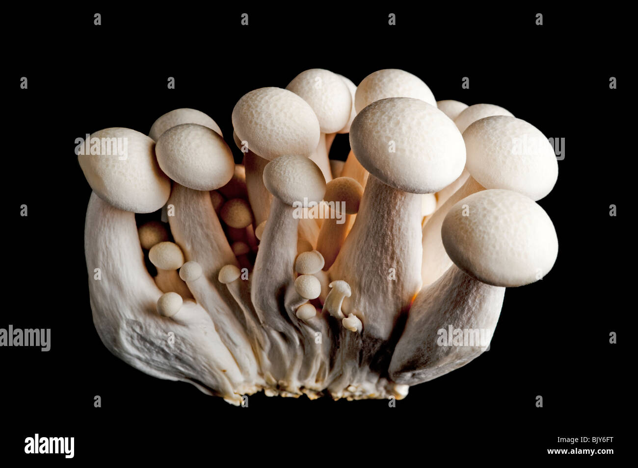 Exotic Shimenji Japanese mushrooms close up in studio setting Stock Photo