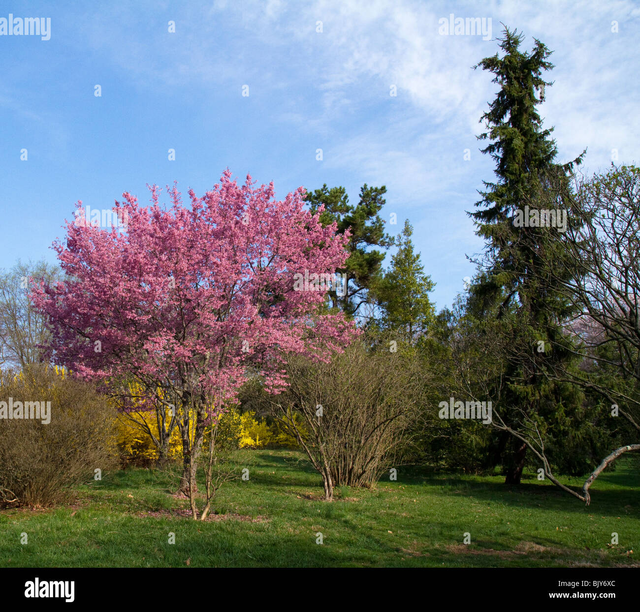 Prunus xblireiana hybrid rosaceae cherry tree in full bloom. In a park like setting. Stock Photo