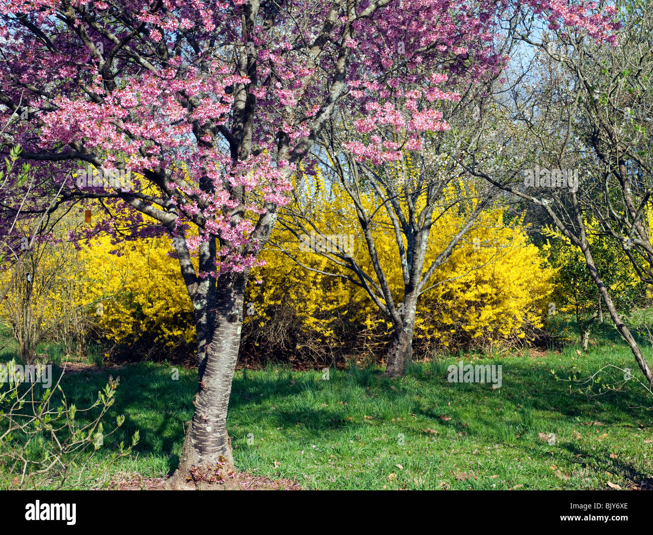 A branch of a Prunus xblireiana hybrid rosaceae cherry tree in full bloom and  yellow forsythia as a backdrop. Stock Photo