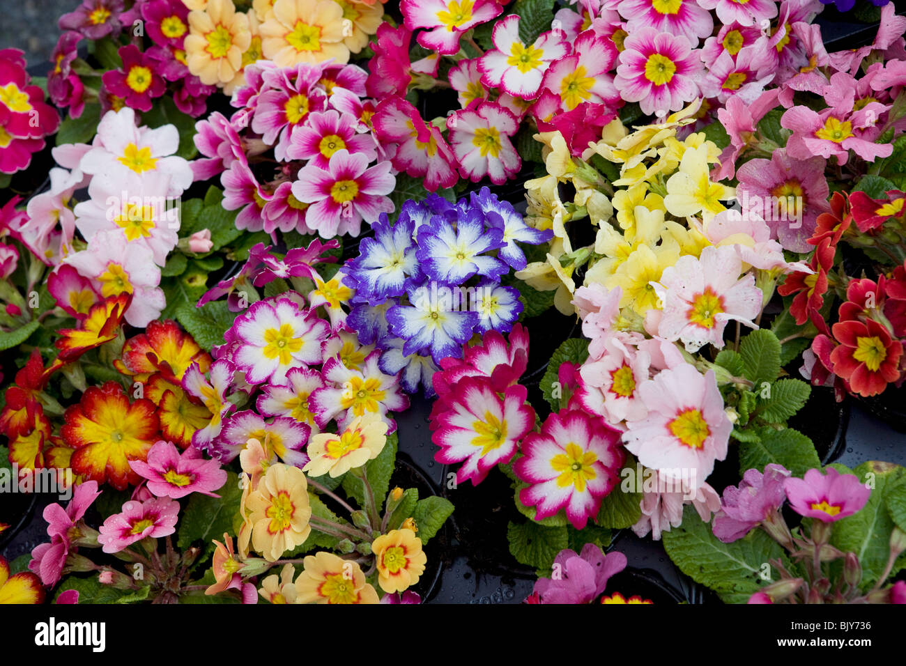 Primrose - Primula flowers Stock Photo
