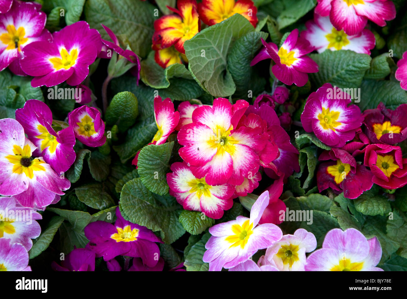 Primrose - Primula flowers Stock Photo