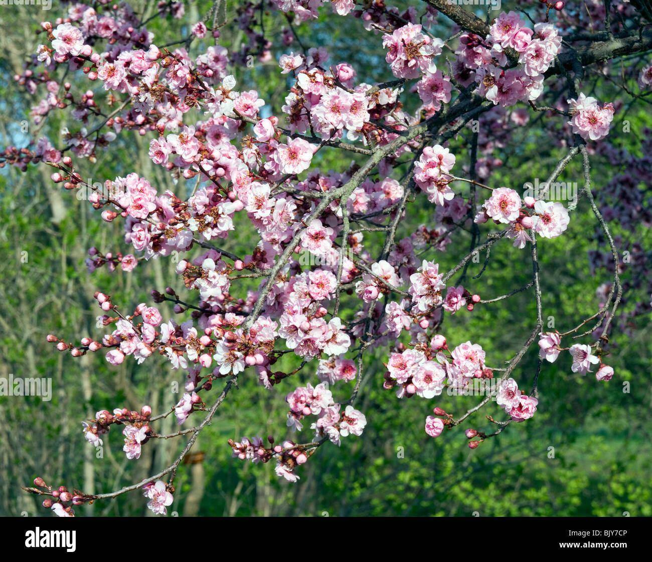 A branch of a Prunus xblireiana hybrid rosaceae cherry tree in full bloom. Stock Photo