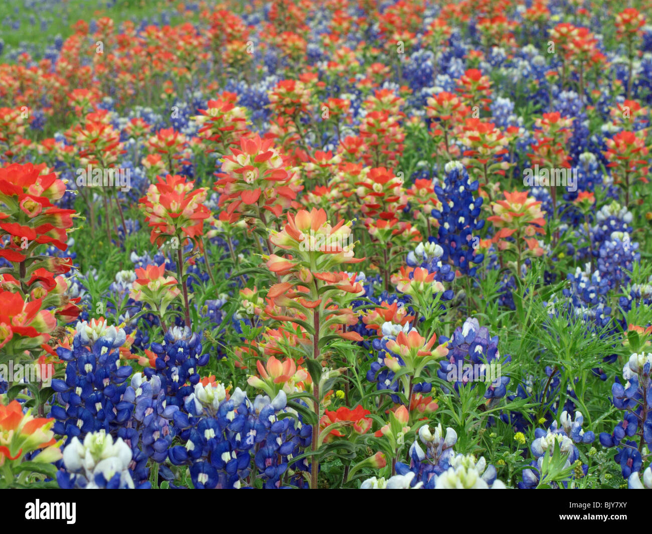 Field of Indian paintbrush and Texas bluebonnets in Brenham, Texas
