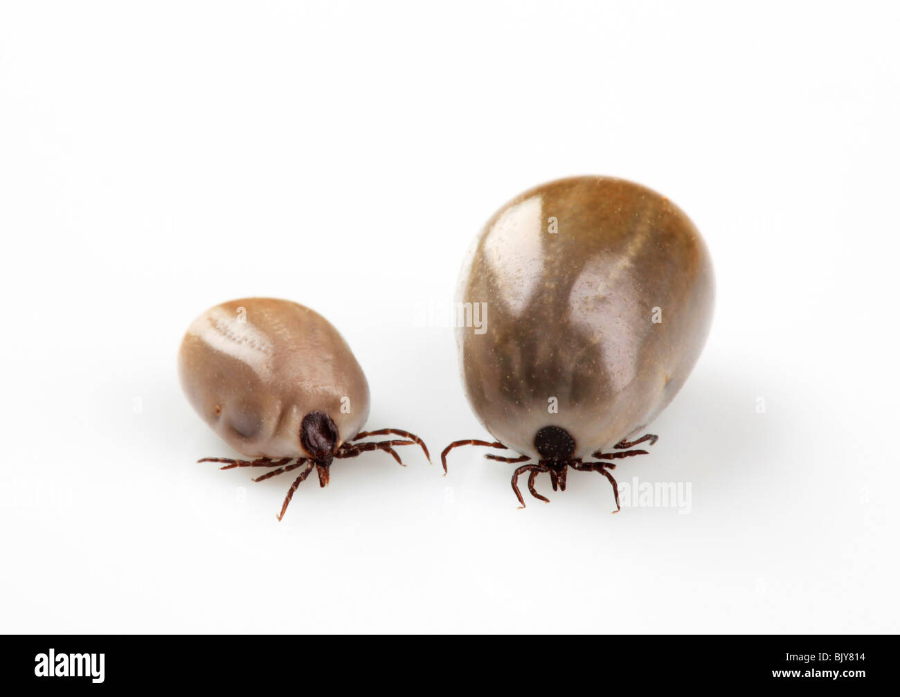 Two fed blood-sucking ticks Stock Photo
