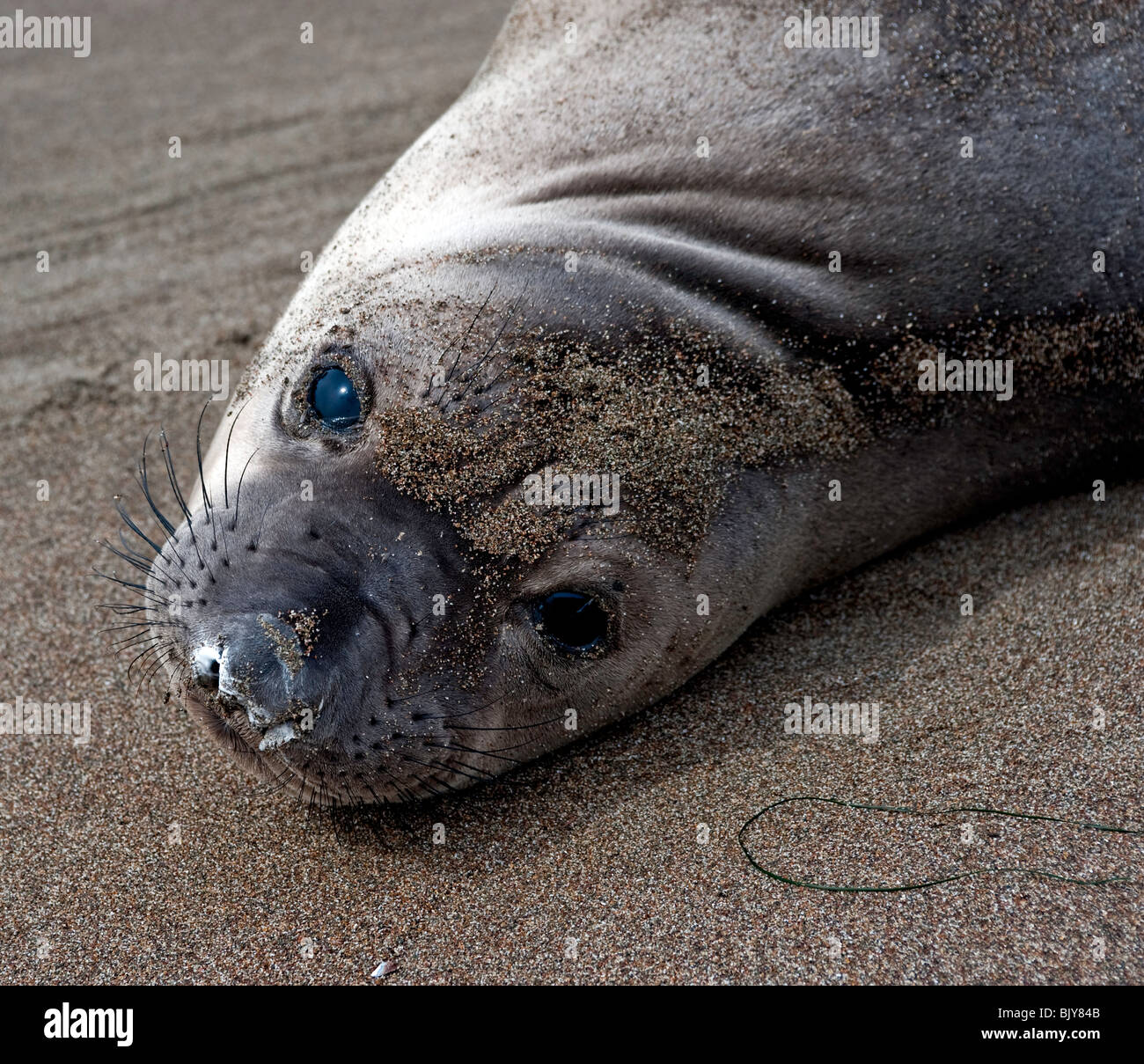Northern Elephant Seal,  mirounga angustirostris, Stock Photo
