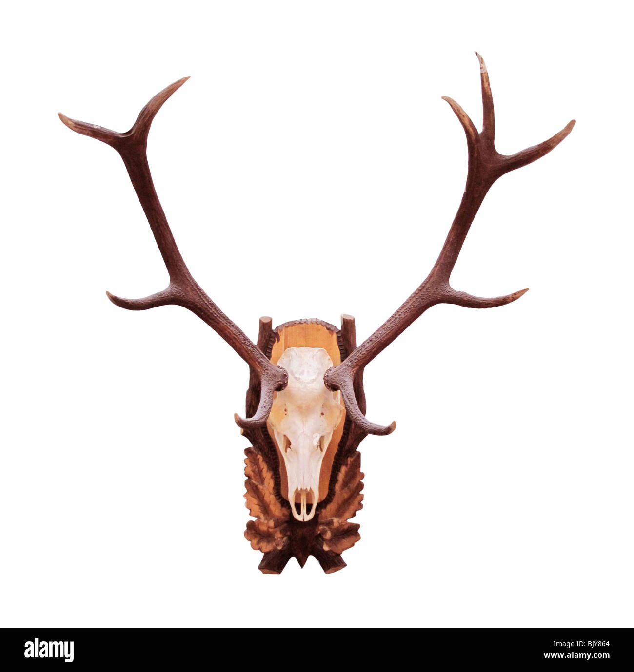 Deer antlers and skull isolated on white Stock Photo