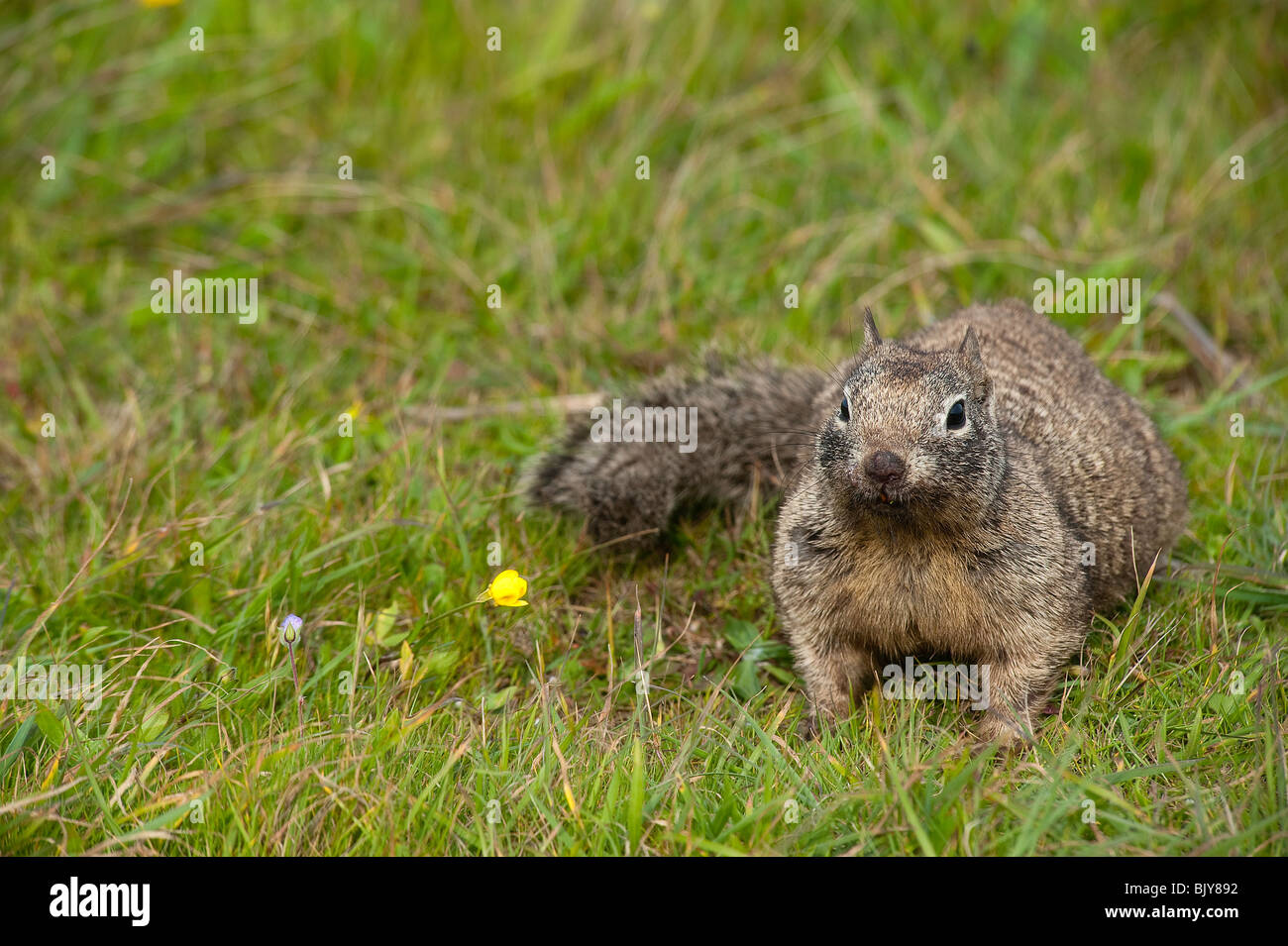 California Ground squirrel (Spermophilus beecheyi) Stock Photo