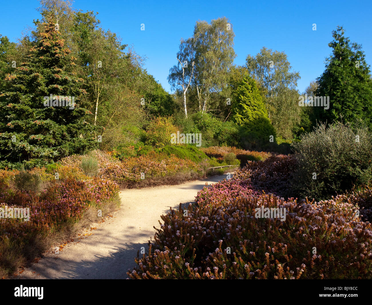 Isabella Plantation, Richmond Park, London, England, UK Stock Photo