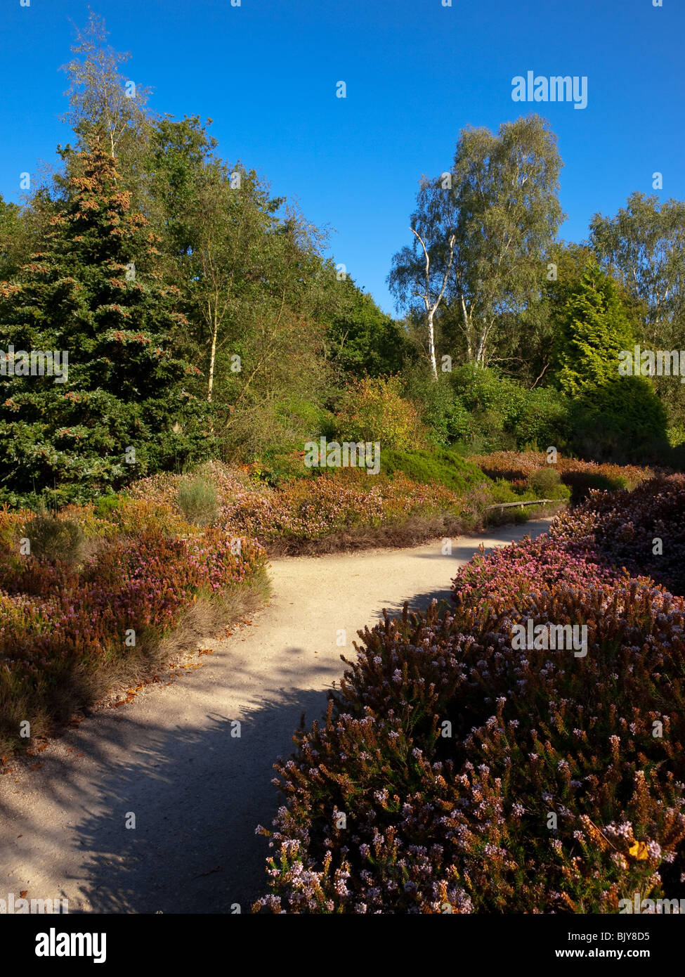 Isabella Plantation, Richmond Park, London, England, UK Stock Photo