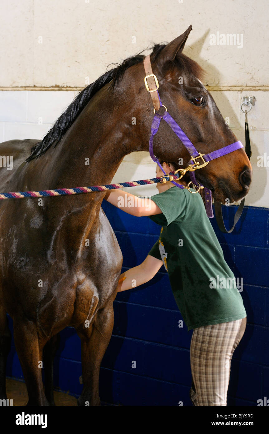 Teenaged girl wiping down a horse after a wash in a shower stall Stock Photo