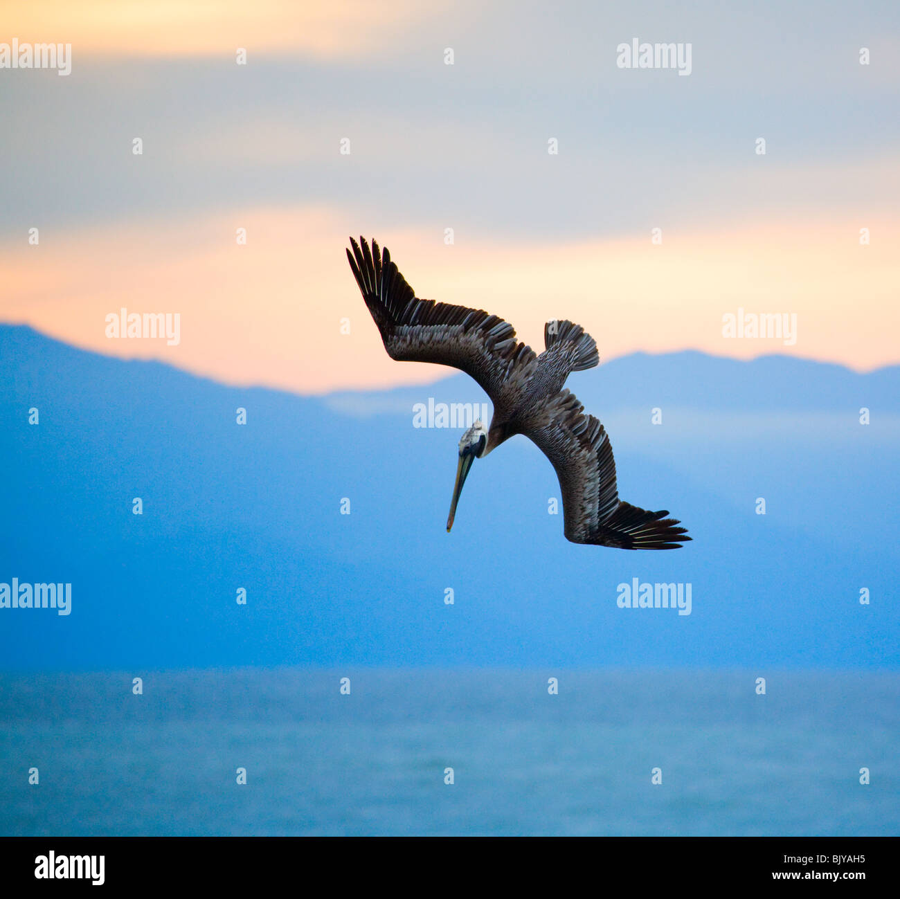 Hunting pelican Stock Photo